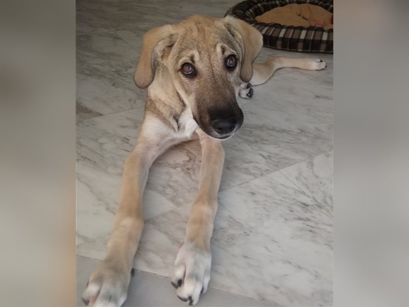 Ida - glückliche und ausgeglichene Hundedame