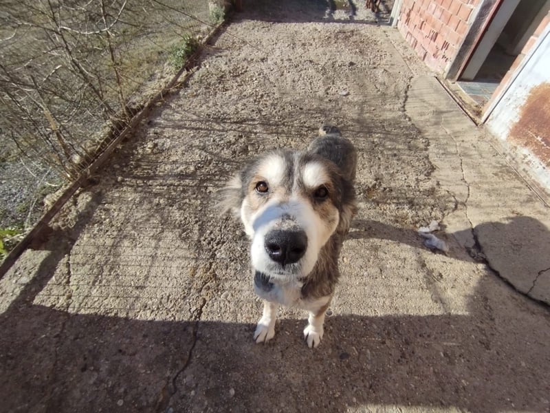 Luna – Eine sanfte Seele auf der Suche nach Geborgenheit  Name: Luna geboren: 01/2017 Rasse: Mischli