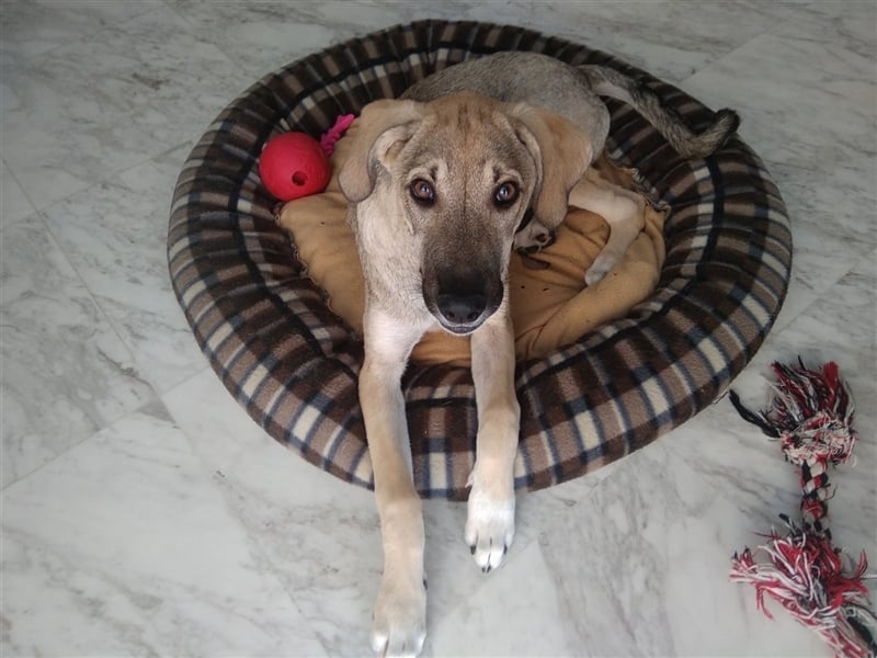 Ida - glückliche und ausgeglichene Hundedame