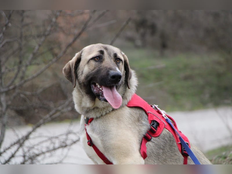 Nala – Sanfte Hündin mit großem Herz, sucht ein liebevolles Zuhause!