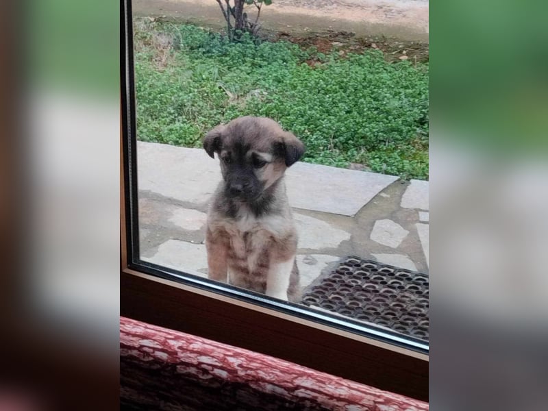 Maja - eine kleine Fellnase sucht ihr Zuhause