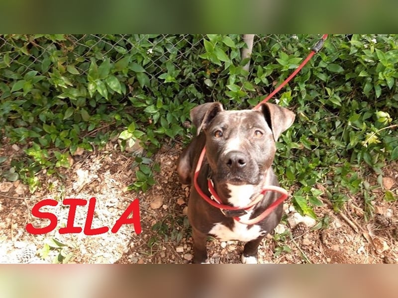 Sila