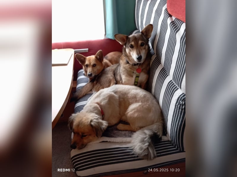 Lucia-Seniorin sucht Senioren-WG!