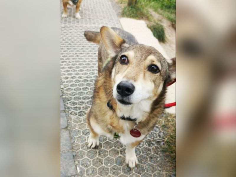 Lucia-Seniorin sucht Senioren-WG!