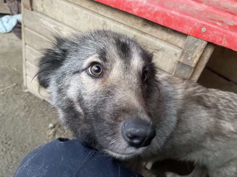 Lupa, geb. 2022, Hütehund-Mix sucht liebevolles Zuhause