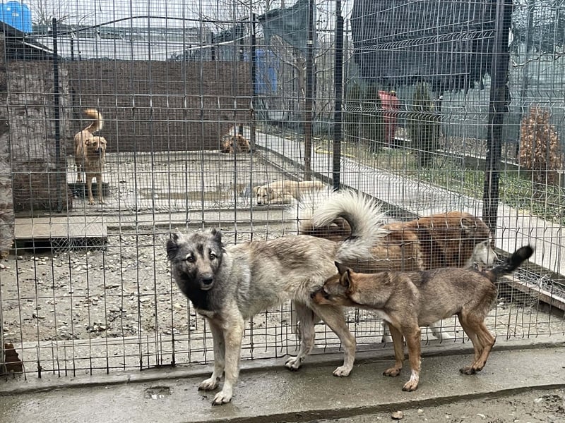 Lupa, geb. 2022, Hütehund-Mix sucht liebevolles Zuhause