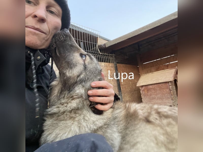 Lupa, geb. 2022, Hütehund-Mix sucht liebevolles Zuhause