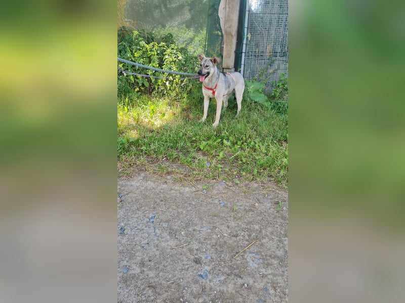 Junghündin Aurora sucht Menschen zum Anlehnen