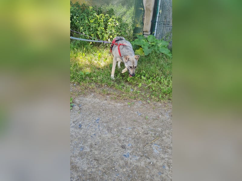 Junghündin Aurora sucht Menschen zum Anlehnen