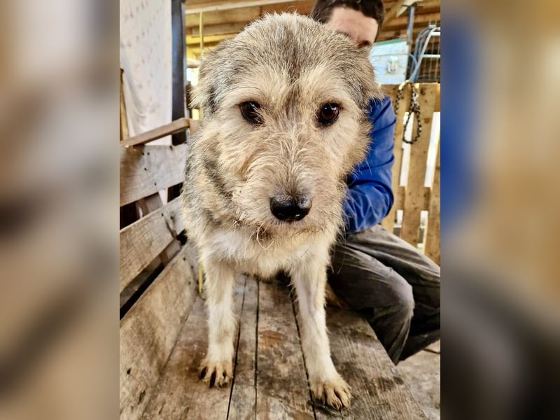 Mia - eine Seele von Hund auf der Suche nach Liebe