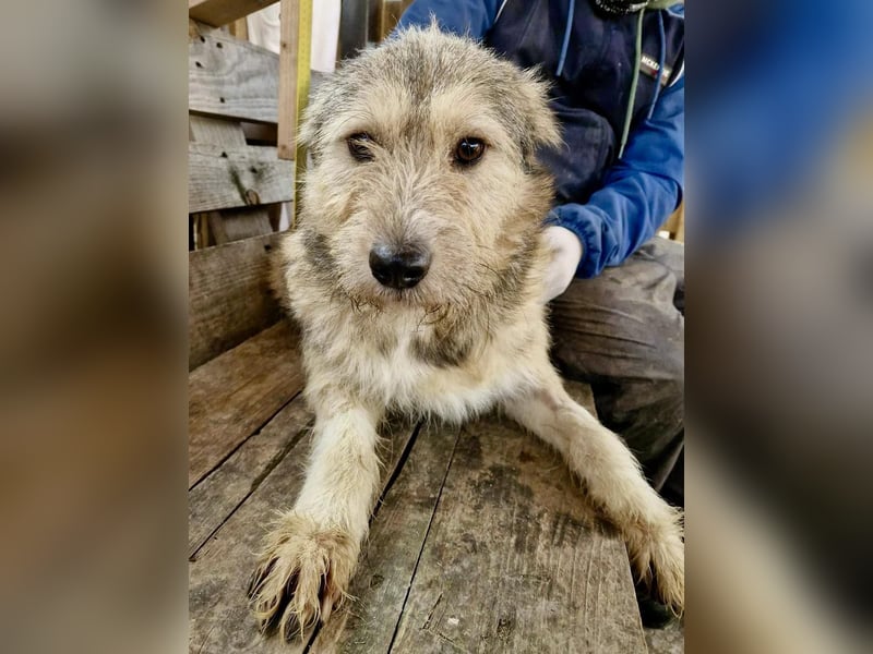 Mia - eine Seele von Hund auf der Suche nach Liebe