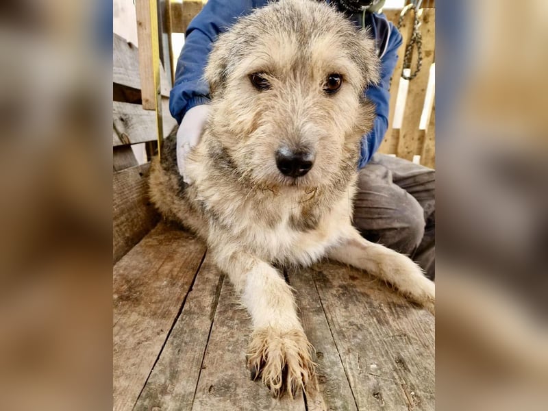 Mia - eine Seele von Hund auf der Suche nach Liebe
