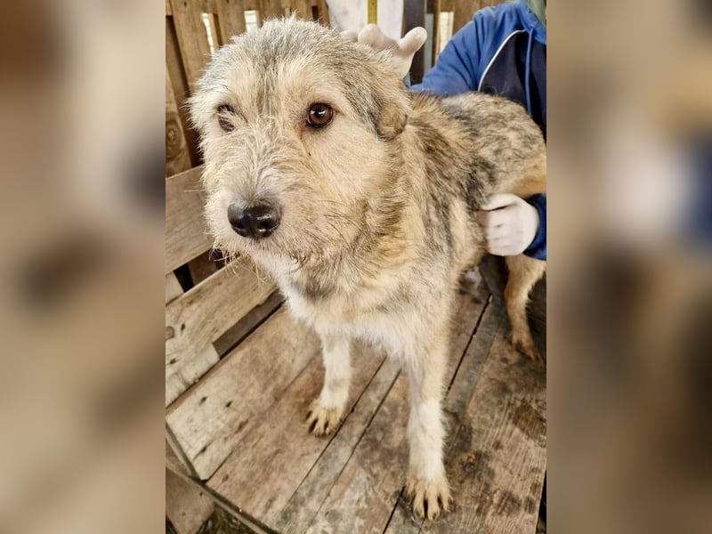 Mia - eine Seele von Hund auf der Suche nach Liebe