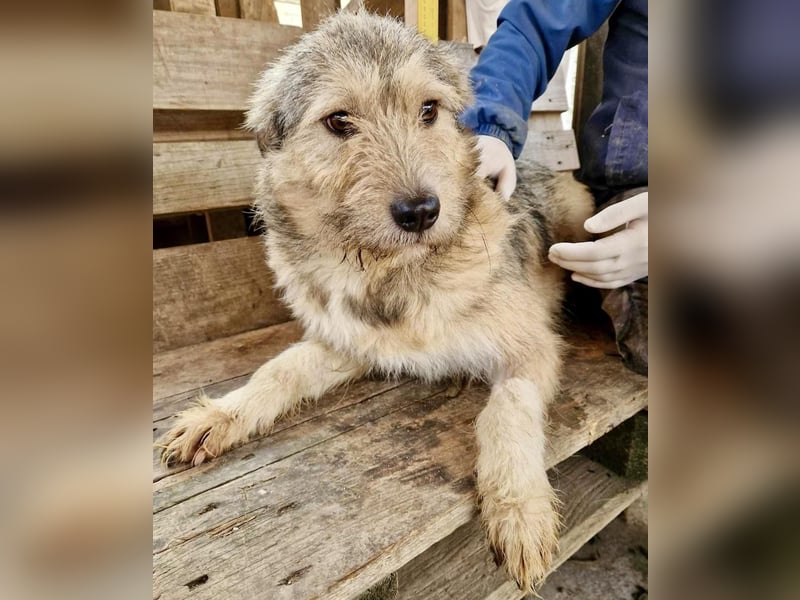 Mia - eine Seele von Hund auf der Suche nach Liebe