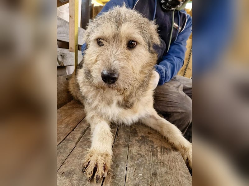 Mia - eine Seele von Hund auf der Suche nach Liebe