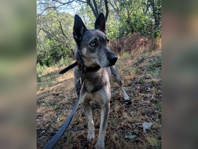 Lolita Tierschutzhund sucht ein Zuhause