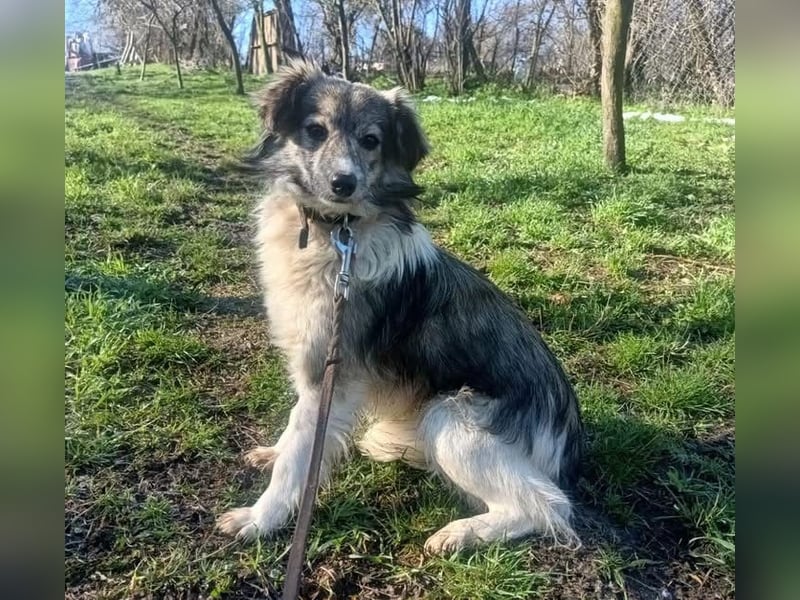 Laika Tierschutzhund sucht ein Zuhause