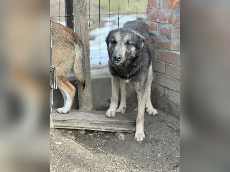 GREY, Hündin, 4 Jahre, 44 cm, Mischling, Tierschutz