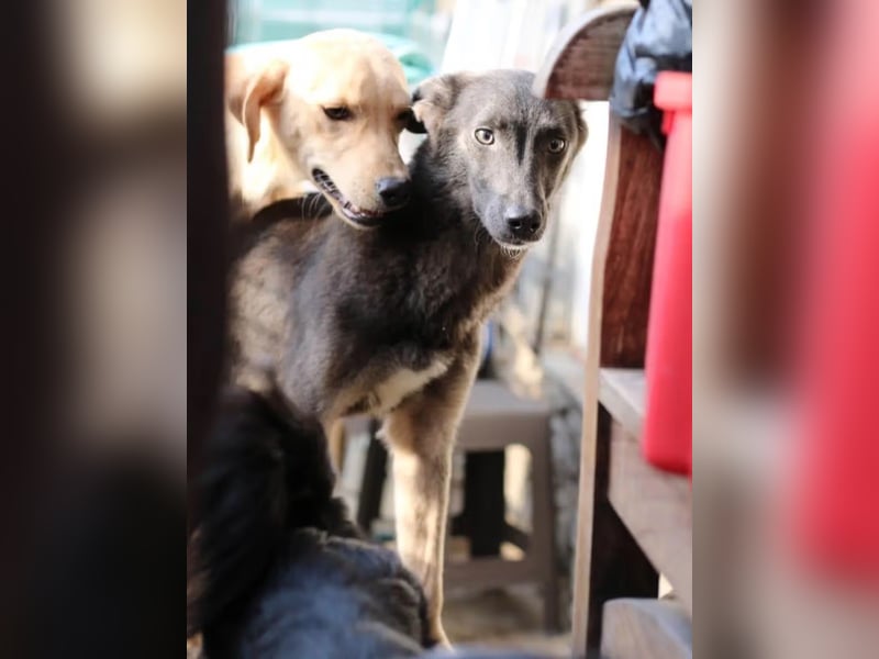⭐️GREY⭐️, Hündin, 3,5 Jahre, 44 cm, Mischling, Tierschutz