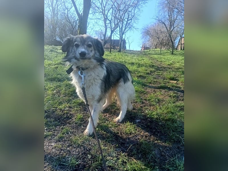 Laika Tierschutzhund sucht ein Zuhause