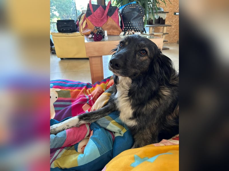 Kira Tierschutzhund sucht ein Zuhause