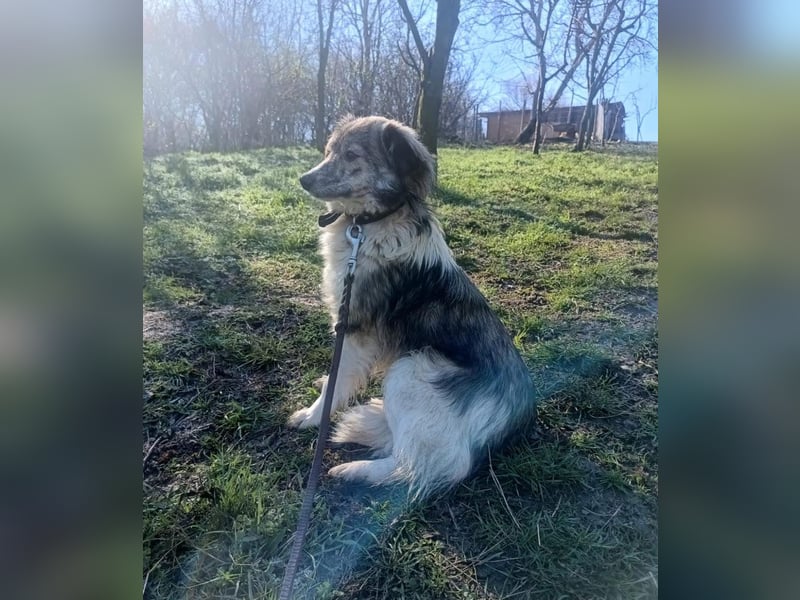 Laika Tierschutzhund sucht ein Zuhause