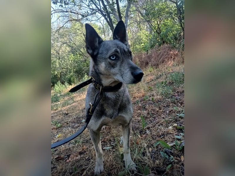 Lolita Tierschutzhund sucht ein Zuhause