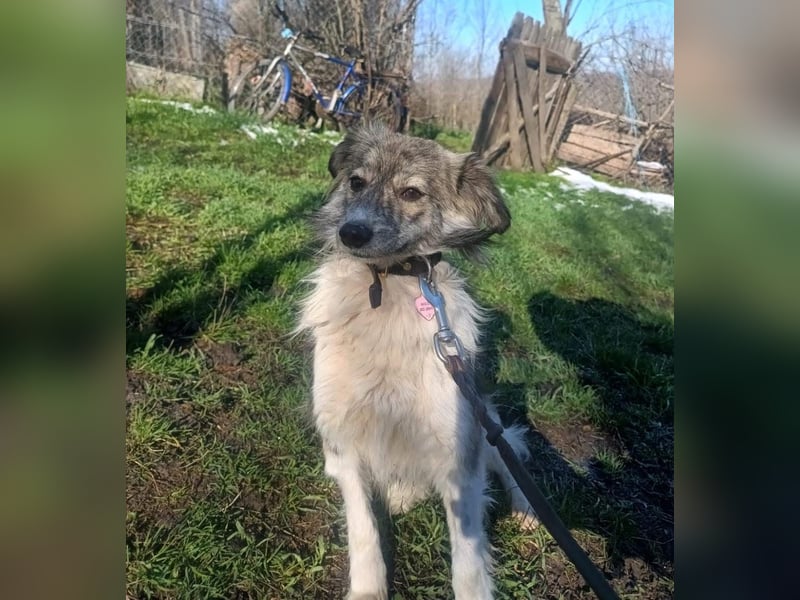 Laika Tierschutzhund sucht ein Zuhause