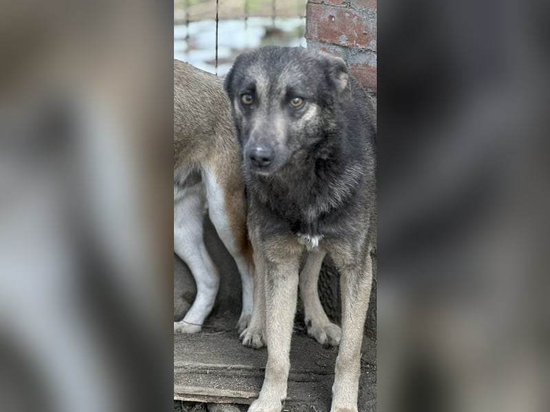 GREY, Hündin, 4 Jahre, 44 cm, Mischling, Tierschutz