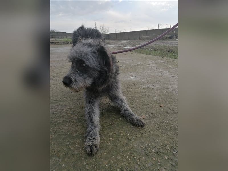 Kelly- Wuschelhündin auf der Suche nach ihren Menschen, 3 Jahre alt