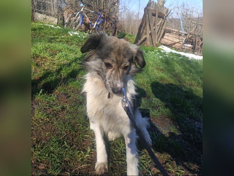 Laika Tierschutzhund sucht ein Zuhause