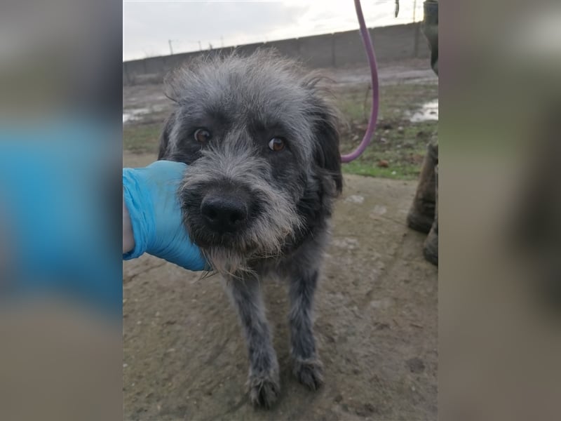 Kelly- Wuschelhündin auf der Suche nach ihren Menschen, 3 Jahre alt