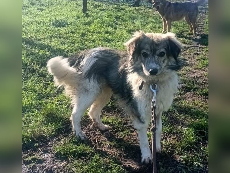 Laika Tierschutzhund sucht ein Zuhause