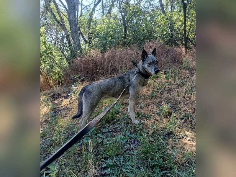 Lolita Tierschutzhund sucht ein Zuhause