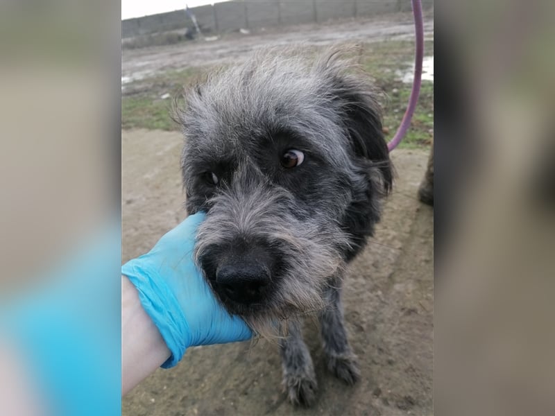 Kelly- Wuschelhündin auf der Suche nach ihren Menschen, 3 Jahre alt