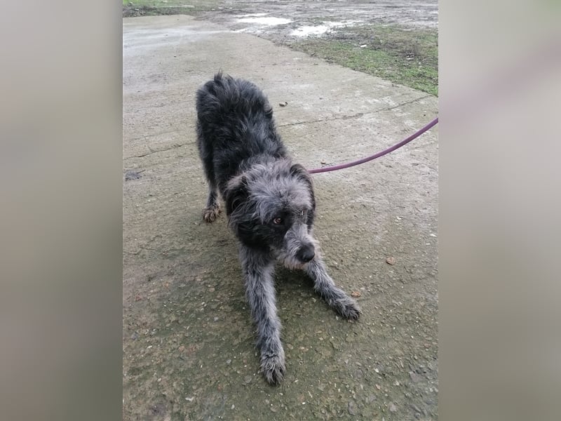 Kelly- Wuschelhündin auf der Suche nach ihren Menschen, 3 Jahre alt
