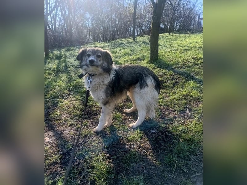 Laika Tierschutzhund sucht ein Zuhause
