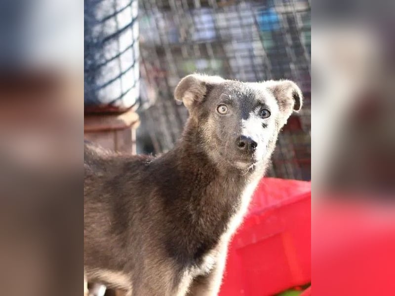 ⭐️GREY⭐️, Hündin, 3,5 Jahre, 44 cm, Mischling, Tierschutz
