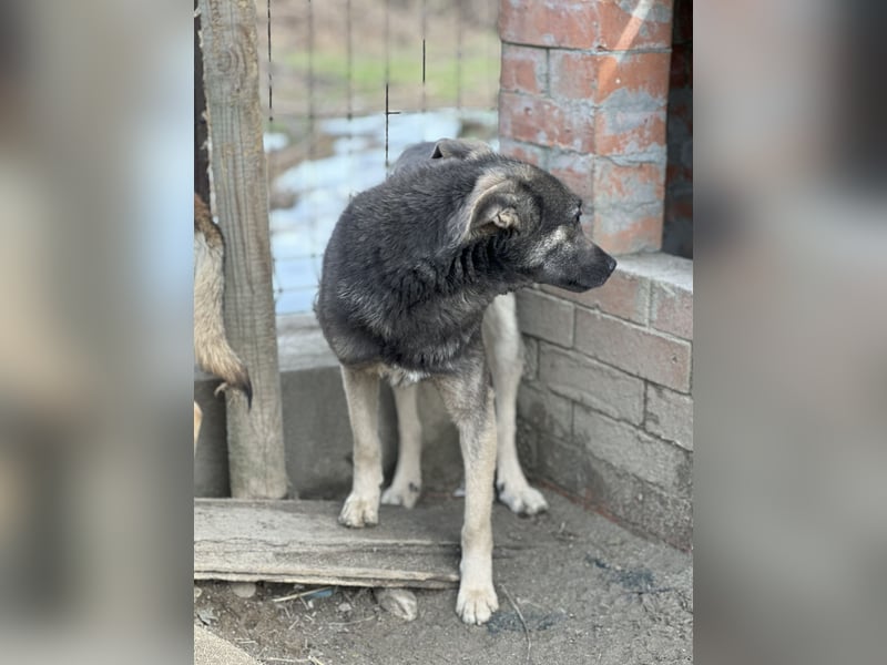 GREY, Hündin, 4 Jahre, 44 cm, Mischling, Tierschutz
