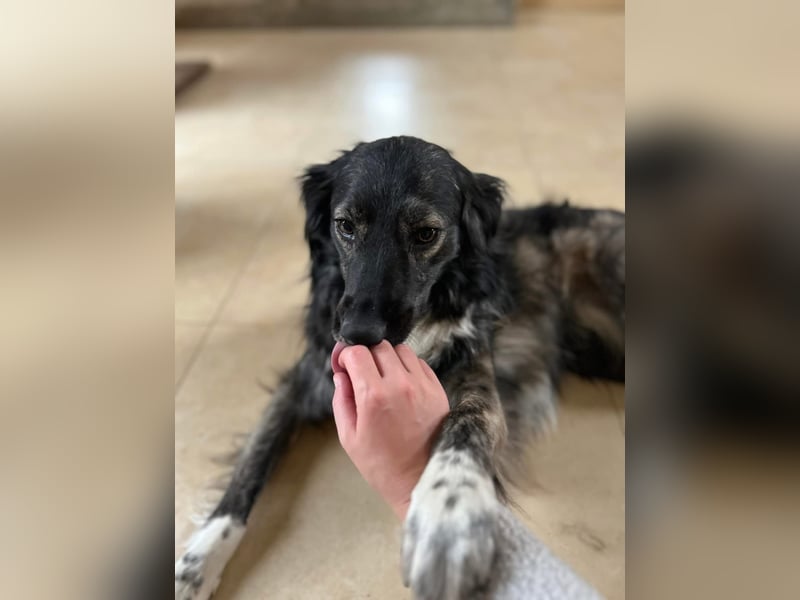 Kira Tierschutzhund sucht ein Zuhause