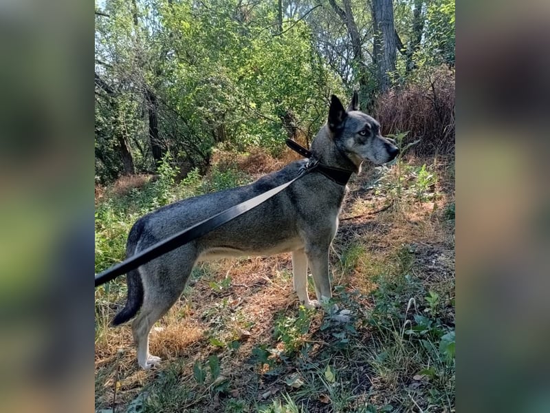 Lolita Tierschutzhund sucht ein Zuhause
