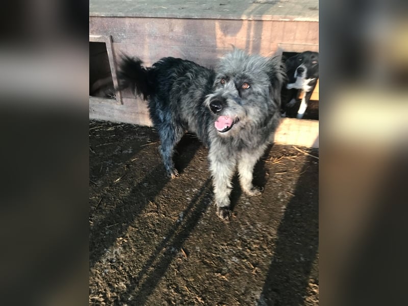 Kelly- Wuschelhündin auf der Suche nach ihren Menschen, 3 Jahre alt