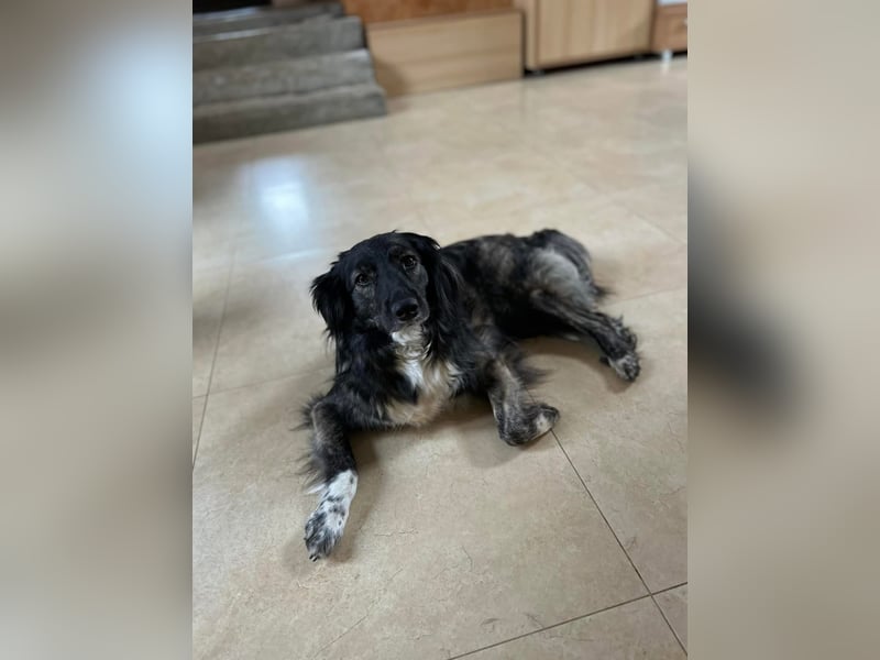 Kira Tierschutzhund sucht ein Zuhause