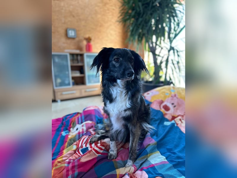Kira Tierschutzhund sucht ein Zuhause