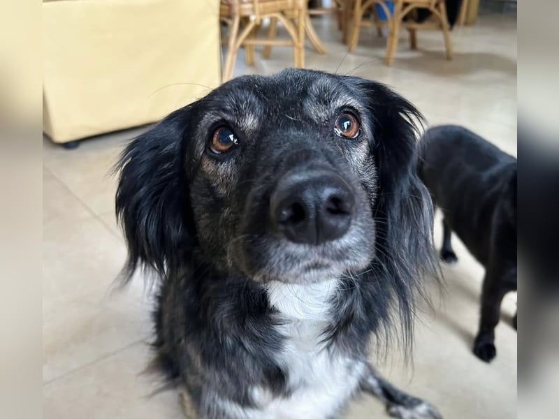 Kira Tierschutzhund sucht ein Zuhause