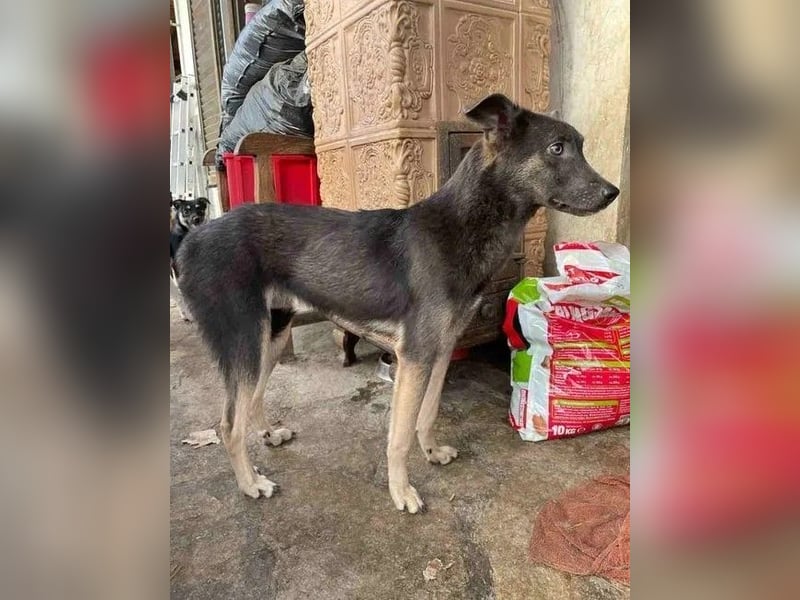 ⭐️GREY⭐️, Hündin, 3,5 Jahre, 44 cm, Mischling, Tierschutz