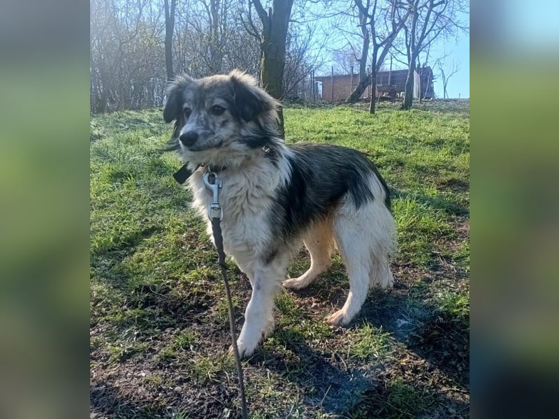 Laika Tierschutzhund sucht ein Zuhause