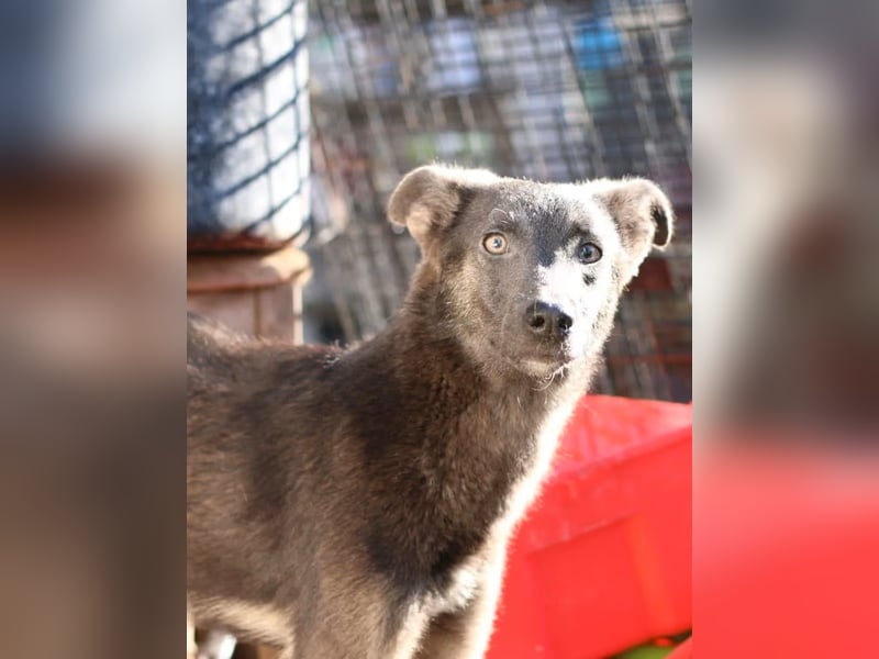 GREY, Hündin, 4 Jahre, 44 cm, Mischling, Tierschutz