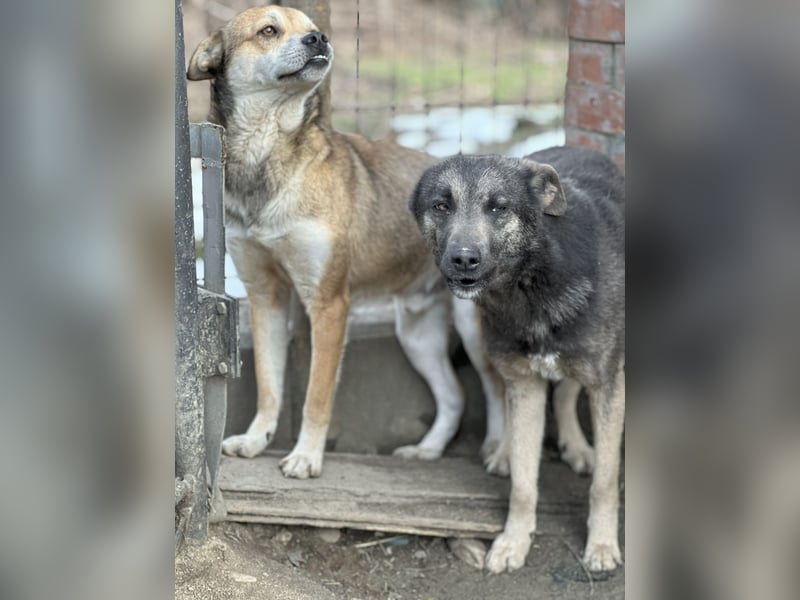 GREY, Hündin, 4 Jahre, 44 cm, Mischling, Tierschutz