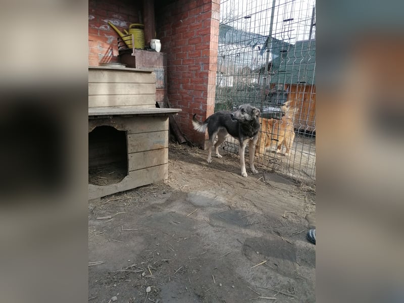 GREY, Hündin, 4 Jahre, 44 cm, Mischling, Tierschutz